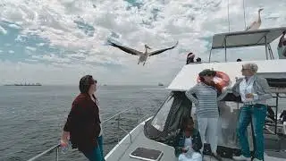 Dolphin catamaran cruise Namibia - Laramon Tours