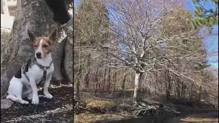 Il bosco della Cubanìa .