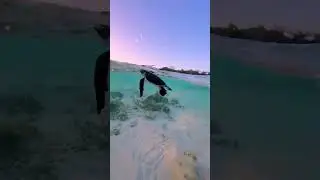 ВОТ БЫ ТАК ПОПЛАВАТЬ....У  ПОБЕРЕЖЬЯ ОСТРОВА ХЕРОН