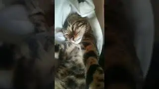 сонный Перся