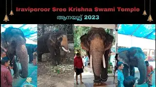 Iraviperoor Sree Krishna Swami Temple |ആനയൂട്ട് 2023|