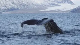 Rare sperm whales sighting in the Arctic