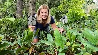 Removing a beautiful nuisance 🌿 Lily of the valley has to go