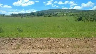 Masai Mara open safari car hire