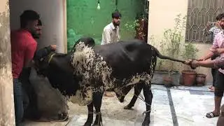 Mohsin Khan Cow Qurbani Video Bakra Eid 2021 Part - 3