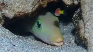 Facts: The Sand Tilefish