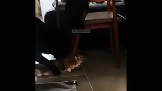 Волки позорные)))