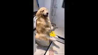 Cute Duck - Cute Kittens – Cute Golden Retriever