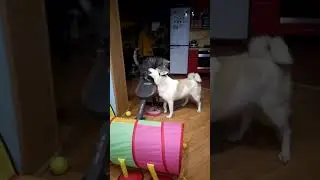 Туман и Зелибоба
