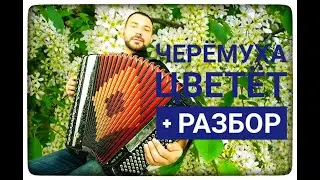 Черемуха цветет. шикарный Разбор.