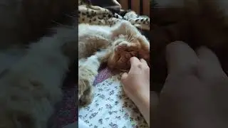 #котик #марсик #спасение_кота