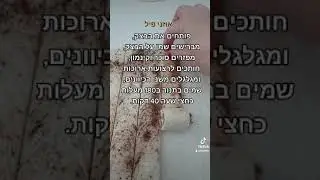 אוזני פיל