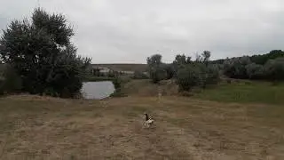Бігль. Навіжений пес)))))