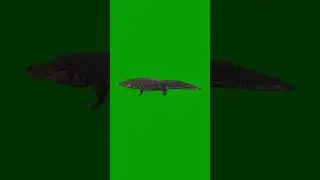 Crocodile 🐊 #greenscreen #edit #video #chromakey #crocodile #crocodile_greenscreen