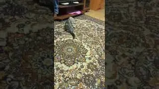 Кот в скотч залез 😆
