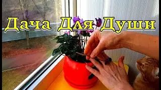 ЦИКЛАМЕН - капризуля: правильный полив, температура, влажность, освещенность, уход