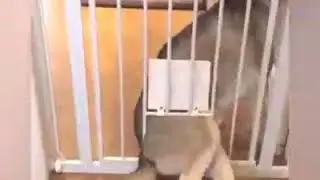 Надоело жывотным
