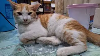 Mantan Anak Jalanan 😺