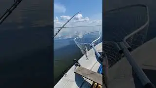 Первый судак в этом сезоне 