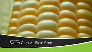 Sweet Corn vs. Field Corn