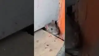 крыса показала себя