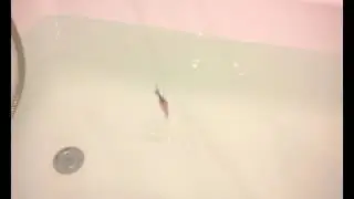 Мохнатая Монашка Танго