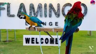 Beautiful Parrots Video//Very Cutest And Nice Parrots Birds Video New 2021 🦜