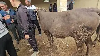 QO'RG'ONTEPA XAYVON BOZORI 24 MAY 2026 YIL NARX NAVOLAR 💰💰🐃