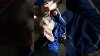 БРАТИШКА В ЭФИРЕ, ЖДЁТ СТРИМА ВЕЧЕРНЕГО