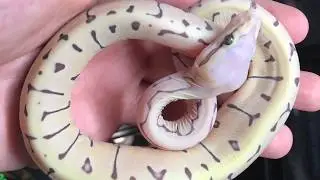INCREDIBLE SCALELESS BALL PYTHONS