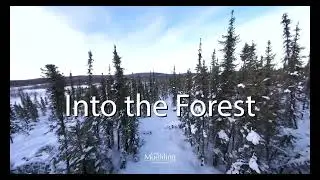 Into the Forest — My drone in dense trees