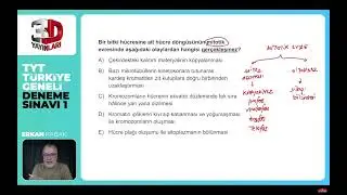 İnterfaz & mitotik evre