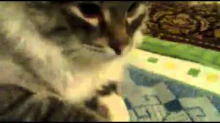 Кот скажи МДК