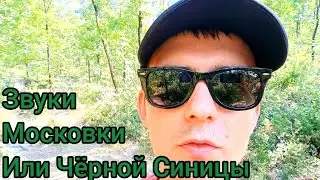 Звуки Московки