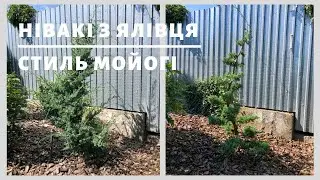 НІВАКІ З ЯЛІВЦЯ. СТИЛЬ МОЙГІ | ТОПІАРНИЙ САД