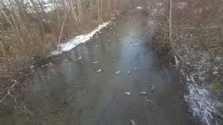 salmon go port coquitlam  Province of British Columbia 2 \ нерест лосося 2