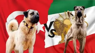 kangal vs sarabi : Which breed will win?