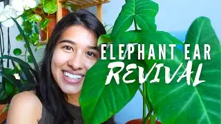 BRINGING MY ELEPHANT EAR PLANT BACK TO LIFE 🐘 | My Colocasia Houseplant Journey