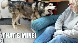 Husky Tries To Get His NAN Out Of His BEANBAG!