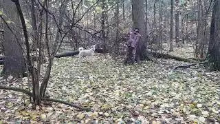74 е по белке (4/2)