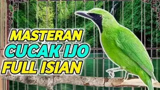 MASTERAN VIRAL CUCAK IJO  tembakan rapat mr brinji masteran cucak ijo full isian kasar