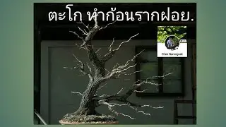 บอนไซ การเปลี่ยนดิน: เปลี่ยนเครื่องปลูกต้นตะโก