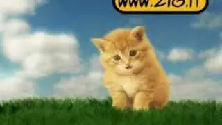 virgola il gattino