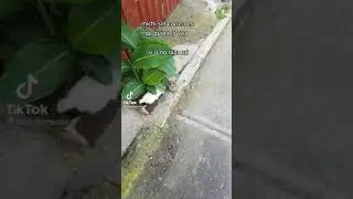 MICHI SIN CORREA ES DE QUIEN LO VEA 💗 /// #Shorts #tiktok #fyp #viral