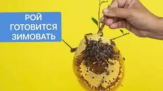 СОСТОЯНИЕ РОЕВ В КОНЦЕ АВГУСТА / ОПЕРАТОР ПАНИКУЕТ