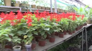 Тропический рай в оранжереях кишиневского дендрария