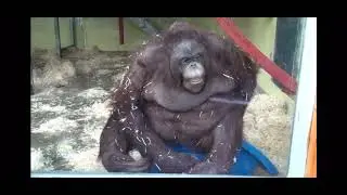 Galvin and Curious George's Big Bro dies ~ VERY SAD MUST WATCH );