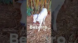 Olha quem nasceu🐄#viral #rural #agropecuária #gato #bezerro #agro #rural #sitio #roça #boi #vaca #mg