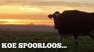 KOE SPOORLOOS verdwenen | Boer Gerrit vlogt