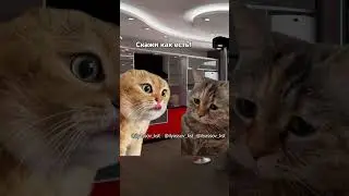 Дорогая моя, я люблю тебя! #тренд #приколы #коты #мемыскотами#веселыекоты